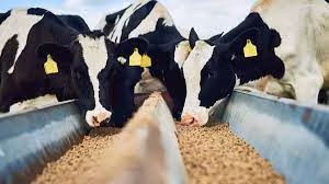 L-Valina Aminoácido de grado alimenticio Certificado por Famiqs